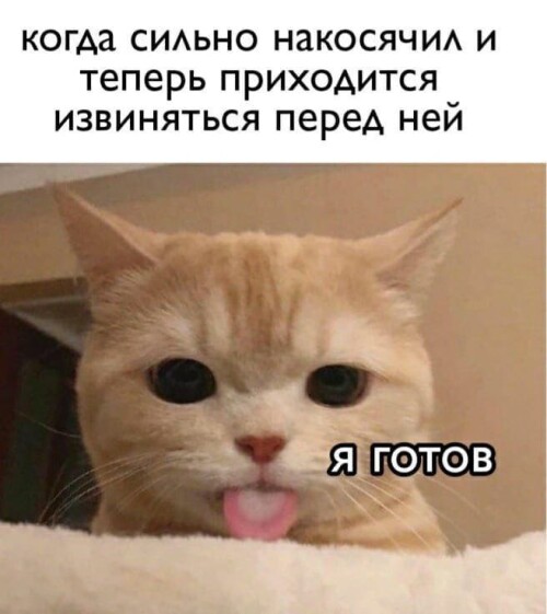 MEMY-PRO-SEKS-18-POSLYI-VZROSLYI-YMOR-236.jpeg