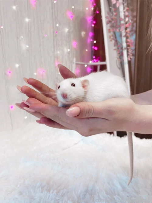 Peachybabyfrog-366